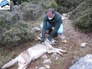 Λάρισα: Ακόμα δύο νεκροί λύκοι, ο ένας πυροβολημένος!